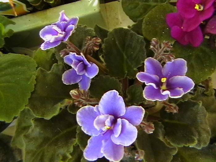 IMGA0549 - violete 2009