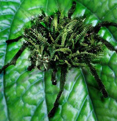 paianjen-feriga[1] - insecte