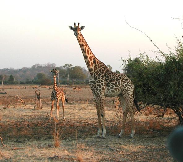 Giraffen - Peisaje