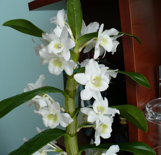 P1090413 - Orhidee