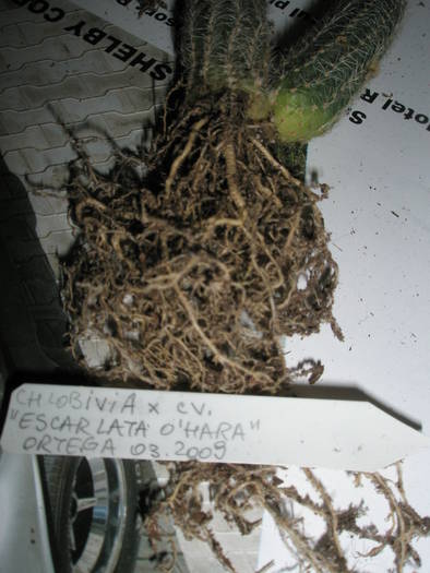 Chamalobivia cv. Escarlata O