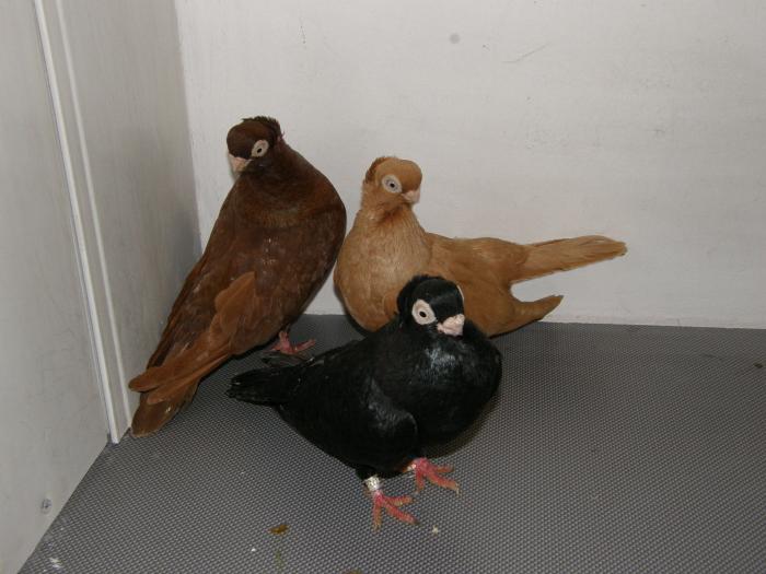 Picture 039 - jucatori de constanta