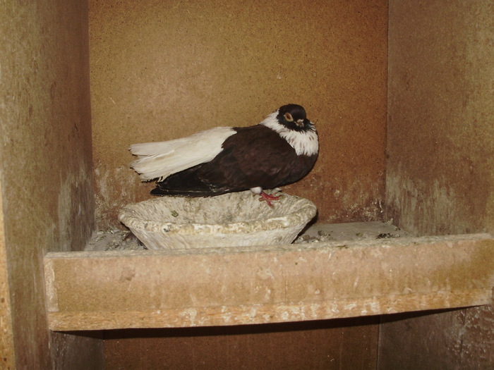 P9061413 - 1709 Marian Anghel