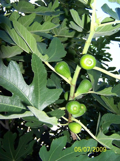 100_7027crenguta smochin - Iulie 1