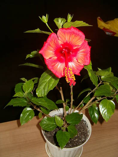 24-04-09 hibi Gabi  002 - hibiscus