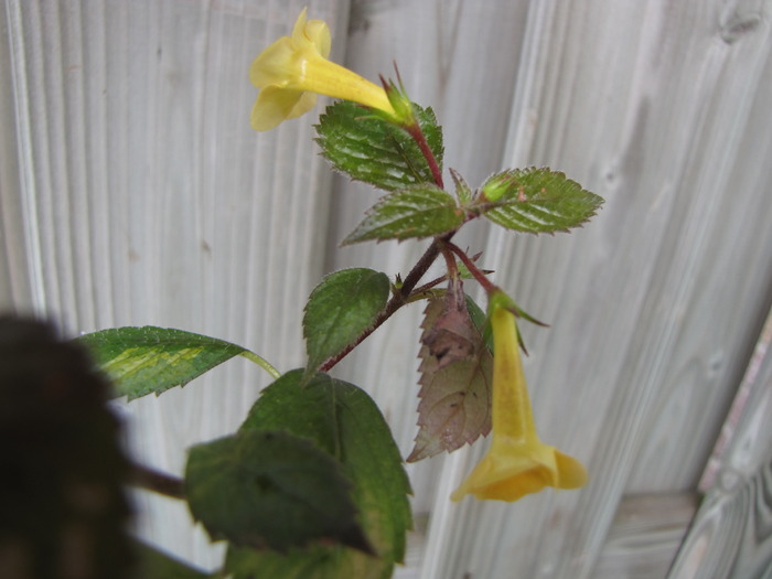 Achimenes galben (Mada) 21 aug 2009 (1) - achimenes