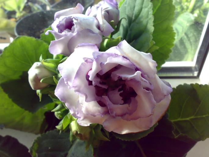 060920081400 - Gloxinii 2008