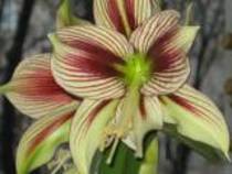 th_HippeastrumPapillio - colectie hippeastrum