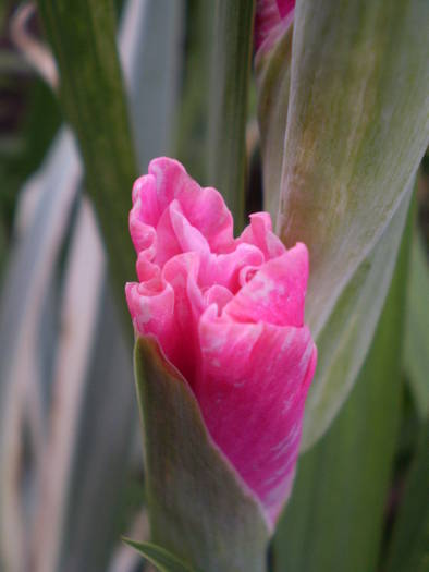 P7242250 - gladiole 2008-2009