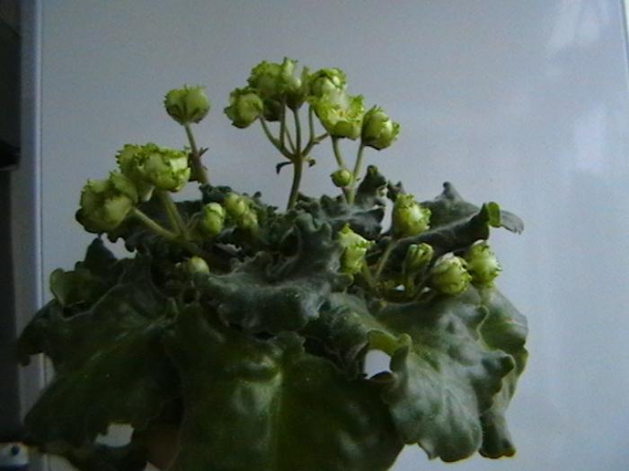 IMGA0624 - violete 2009