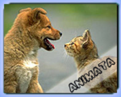 157_cateiubesc - poze bestiale