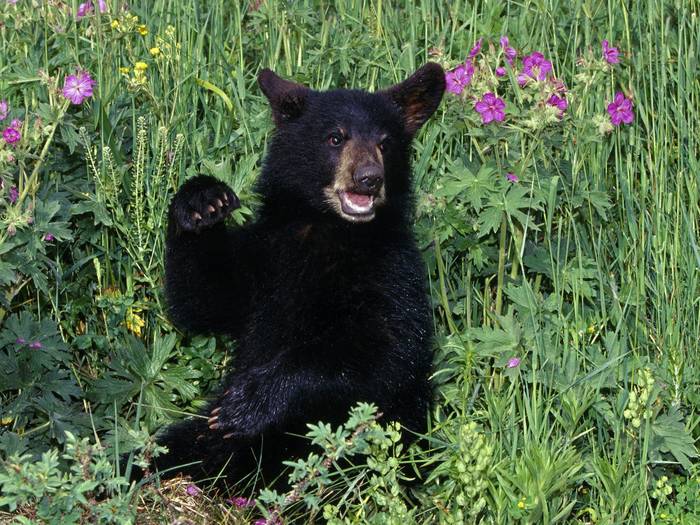 Black Bear Cub in Wildflowers - animale de tot felu
