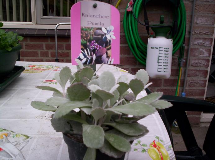 kalanchoe pumila 5 noi.200 - kalanchoe