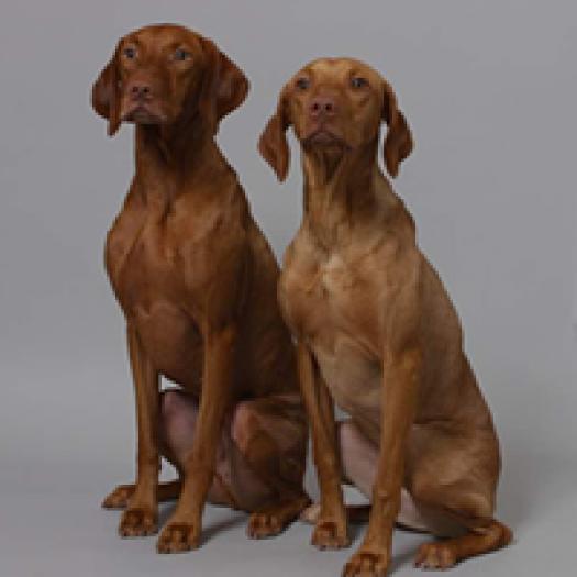 brac-maghiar-cu-par-scurt-001