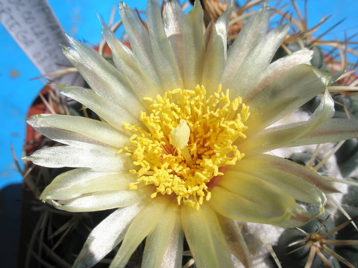 Coryphantha sulcolanata - floare - Coryphantha