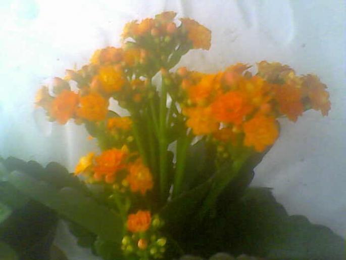 25-07-08_171352; kalanchoe , e abia cumparata
