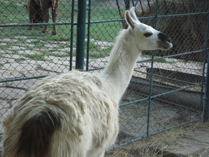 Picture 095 - zoo targoviste