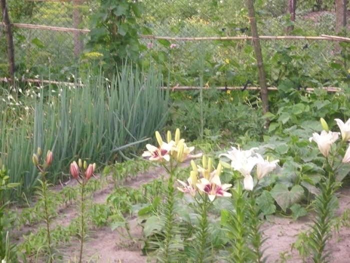 DSCI0842 - flori din gradina mea