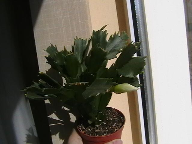 2.03  reimbobocita - cactusi-suculente