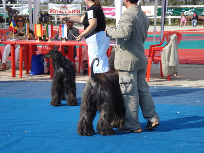 DSC07113 - 2007 EXPOZITIE CANINA