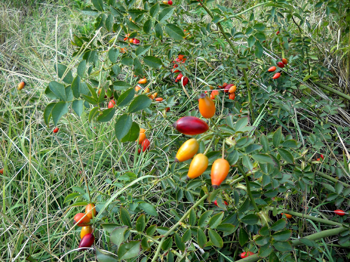 Picture 099 - fructe salbatice