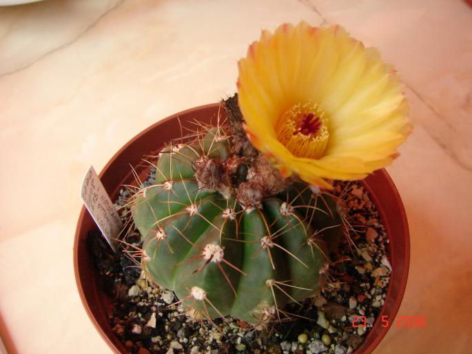 Notocactus ottonis v.globularis (1)