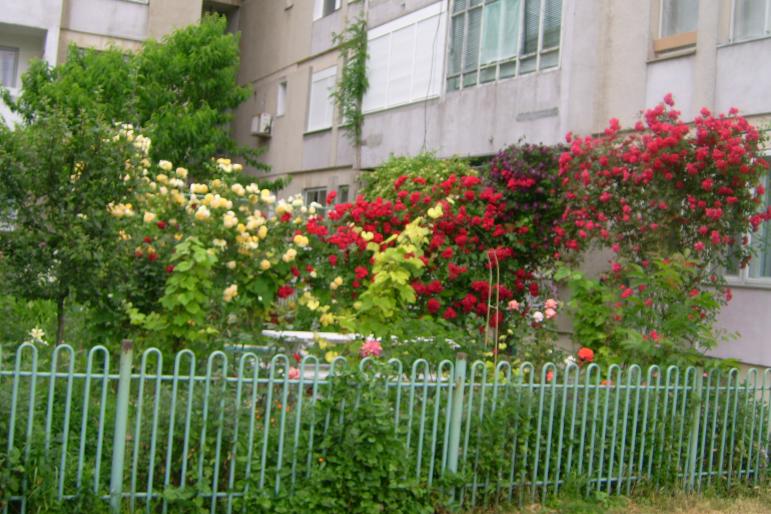 gradina 2008 047