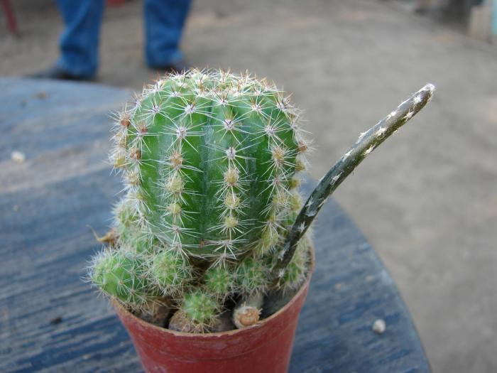 DSC01312 - Cactusi la Constanta