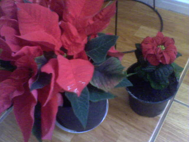 Picture 006 - florile mele