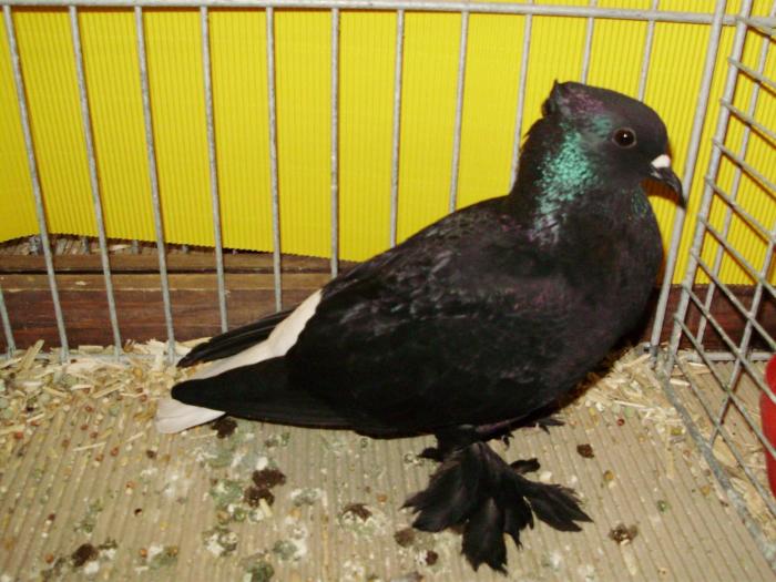 11561 aargauer weisschwantz 1