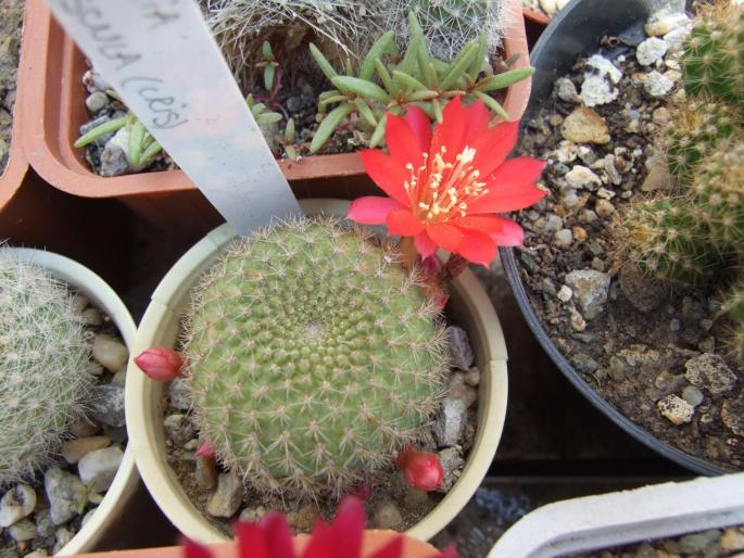 Rebutia minuscula