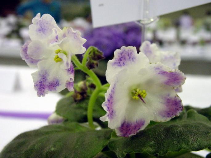 Playful_Spectrum_2005avsa_2 - violete de pe net 1