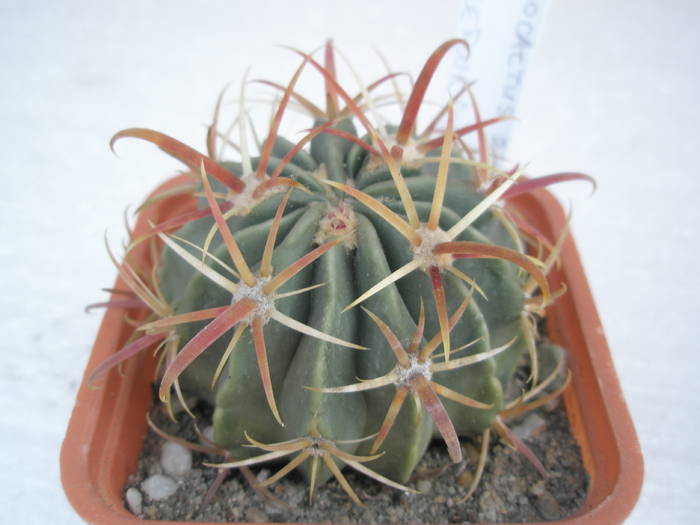 Ferocactus nr. 2 - macrodiscus - Ferocactus