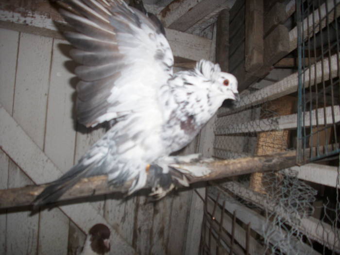 IMG_0104; urias maghiar mascul
