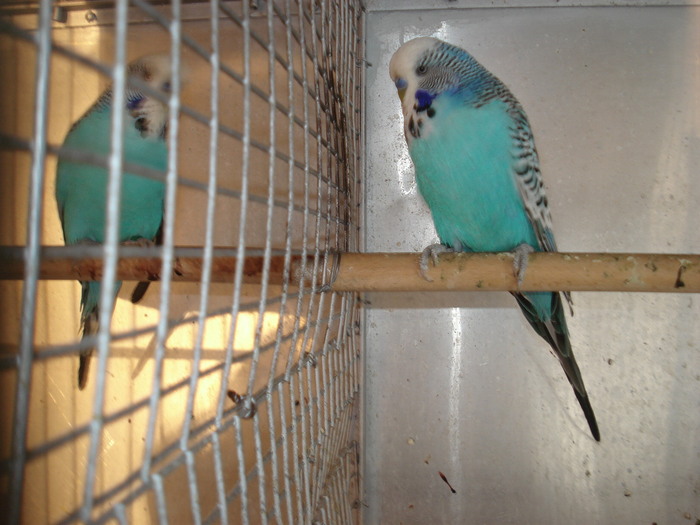 masculi albastri 1 an