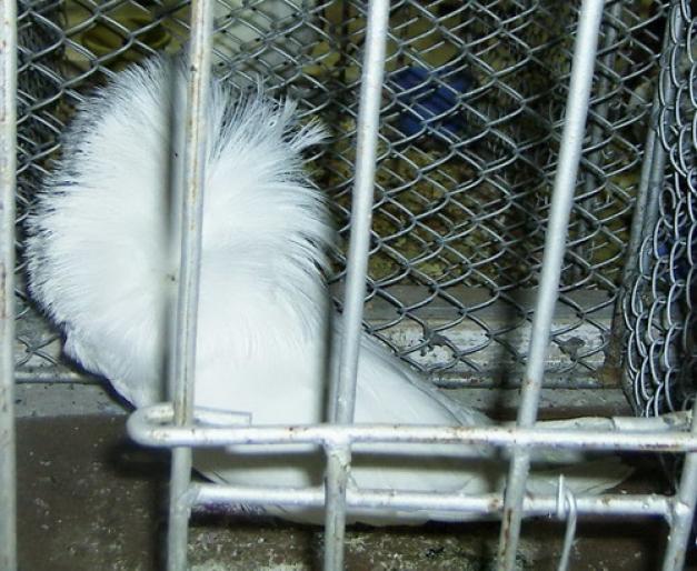 jacobin  - 1501 Expo Timisoara 2006