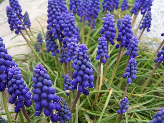 800px-Muscari_armeniacum_4