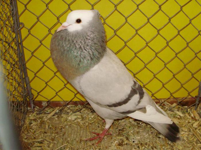 18412c schweizer kropfer 1