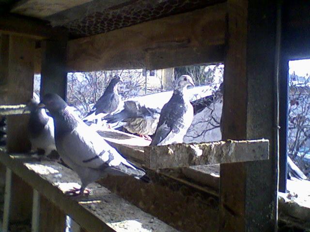 Fotografii-0063 - Porumbeii mei calatori