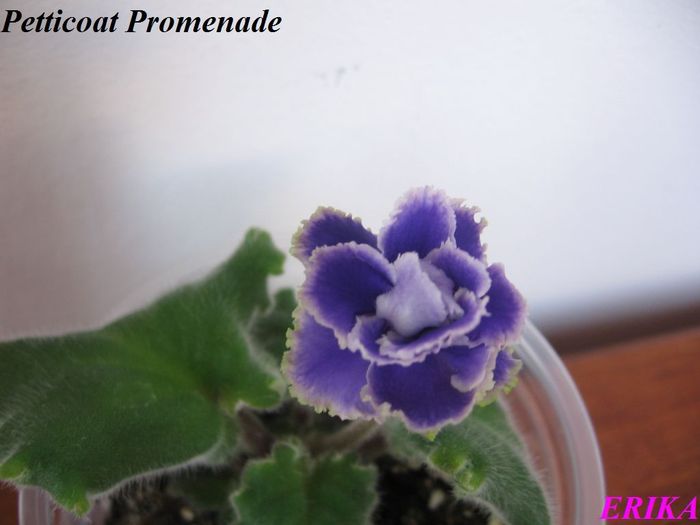 Petticoat Promenade 2009 szept 2 - Violete de colectie