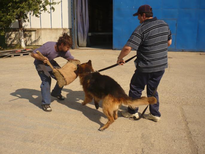 brutus - CAINI-PAZA SI PROTECTIE