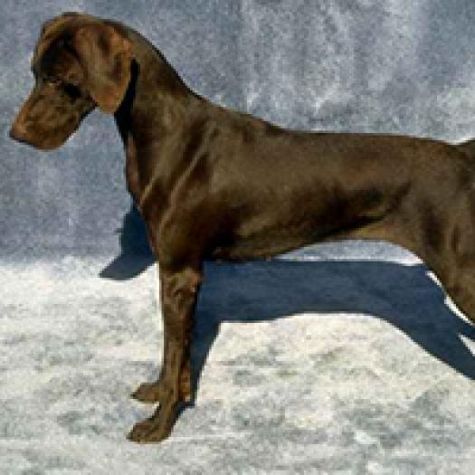 brac-german-cu-par-scurt-001