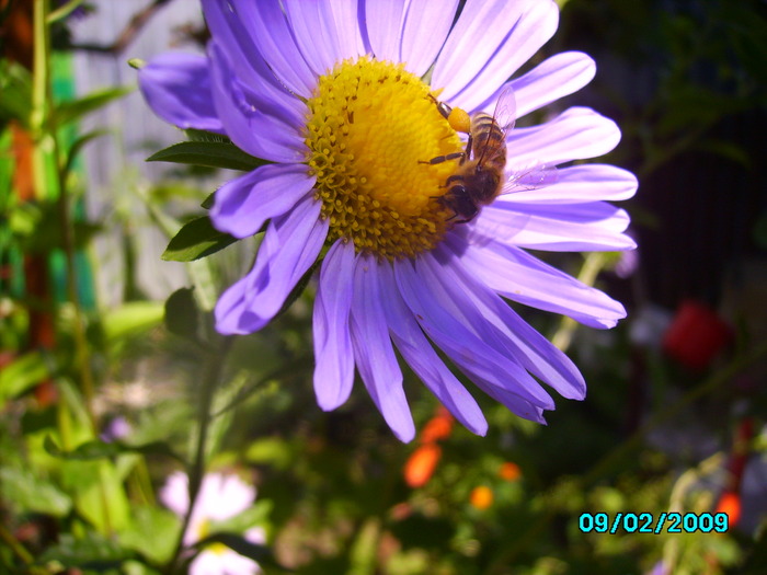 IMG_8605 - insecte si flori