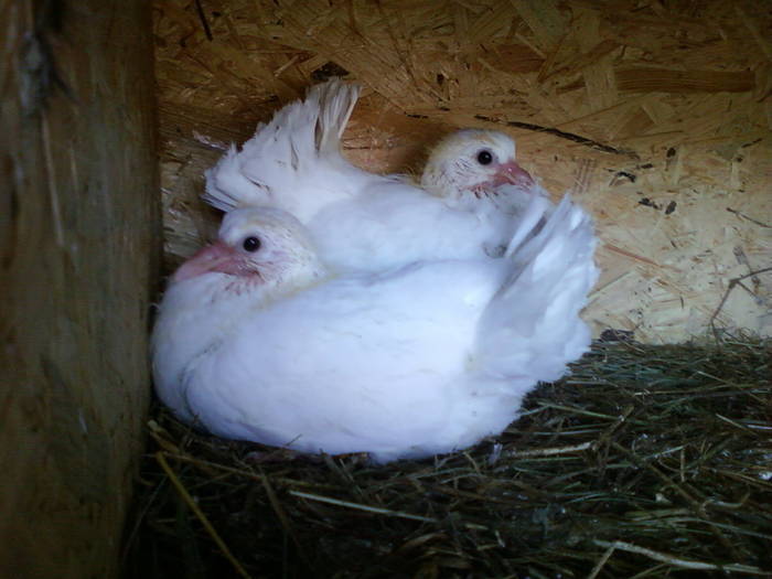 2 porumbite - PORUMBEI rotari albi