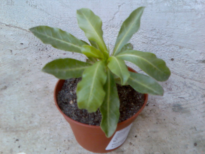 pachypodium saundersii