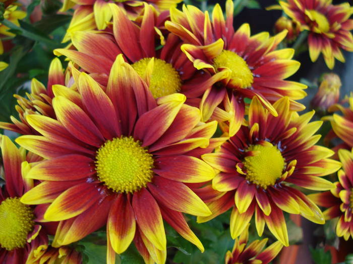 Red & Yellow Chrysants (2009, Aug.11)