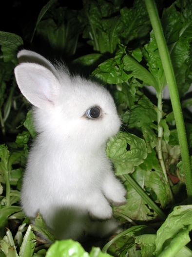 Bunny (4) - Nota pentru pagina mea