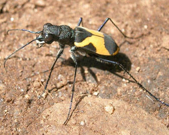 gandac[1] - insecte