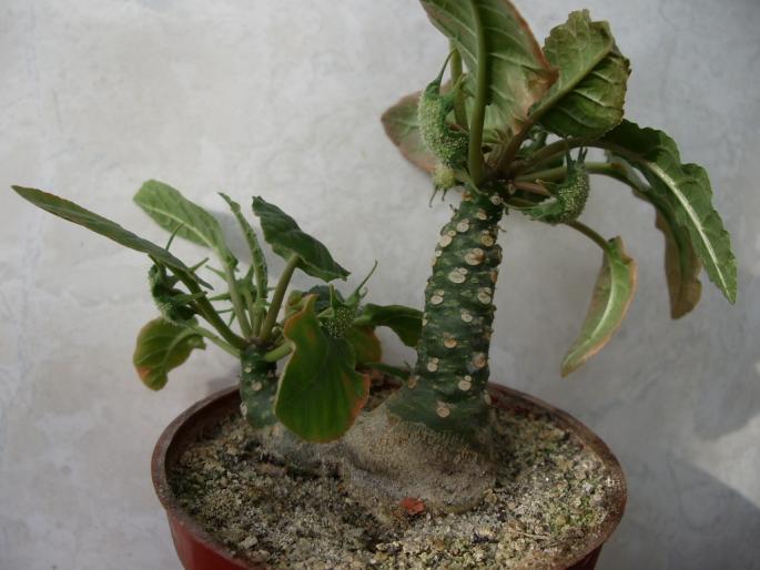 Dorstenia foetida - Plante cu caudex