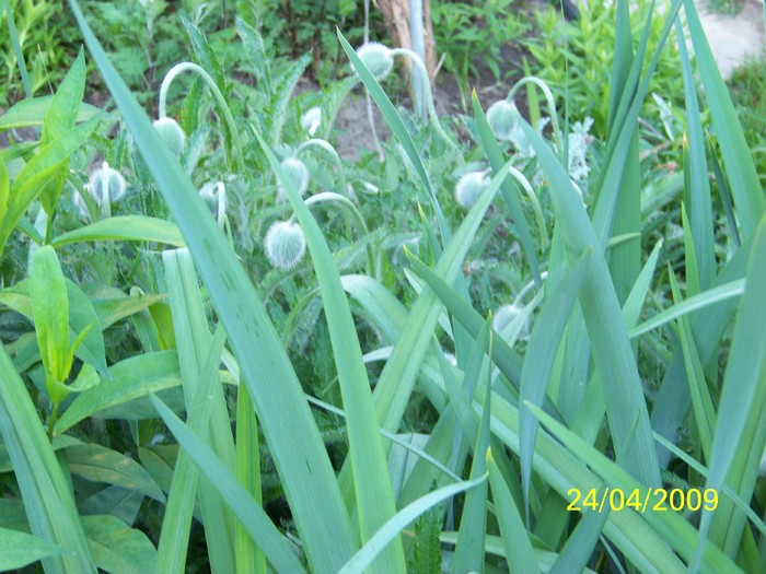 100_1095 - Primavara in curte  Timisoara